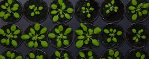 Arabidopsis and seedling phenotyping