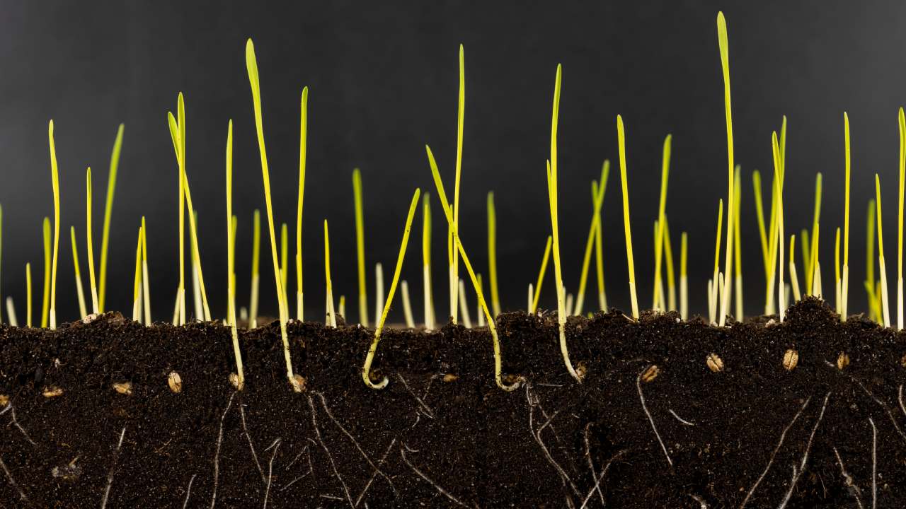Getting Transparent About Root Phenotyping 1