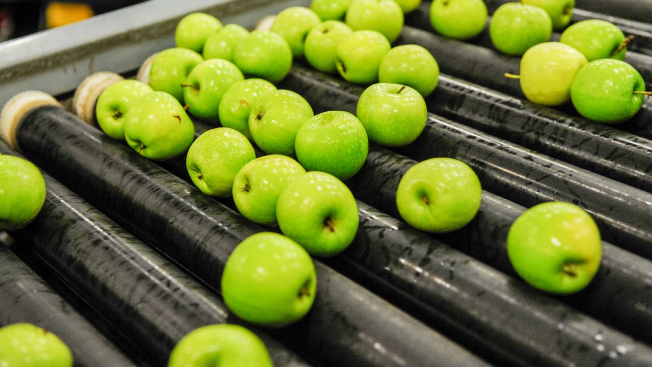 Apples on conveyer belt
