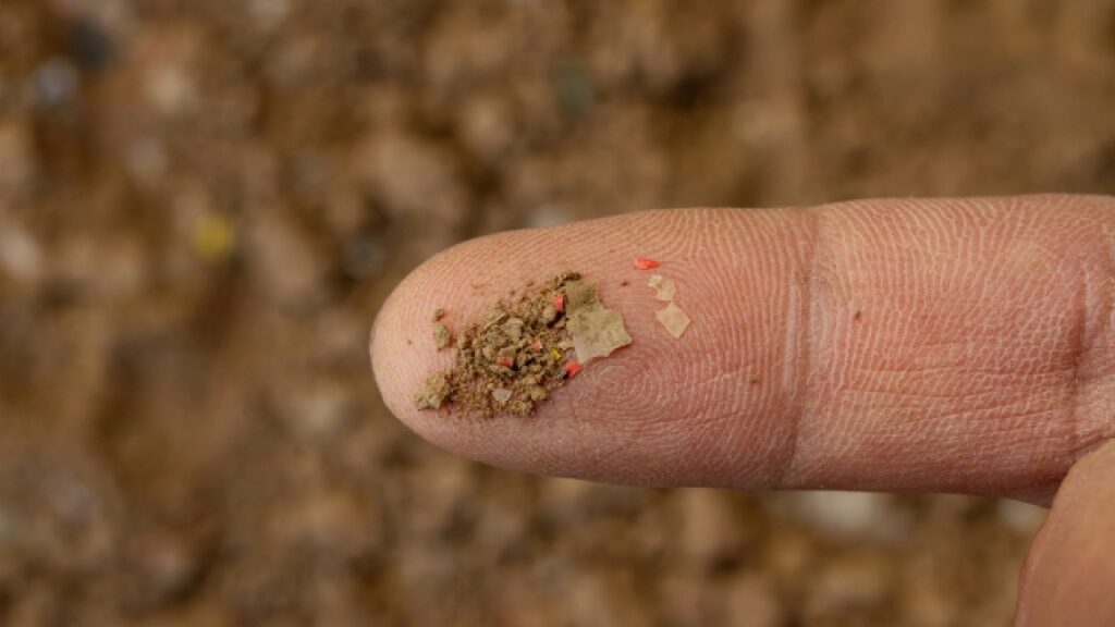 News 8 A close-up of a person's fingertip holding a small amount of soil mixed with tiny fragments of microplastics or bioplastics, highlighting the presence of plastic particles in the environment.