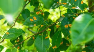 Hyperspectral imaging used in plant phenotyping to support phytopathology research by detecting early signs of crop disease.