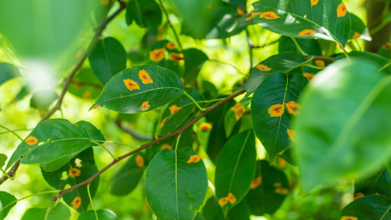 Hyperspectral imaging used in plant phenotyping to support phytopathology research by detecting early signs of crop disease.