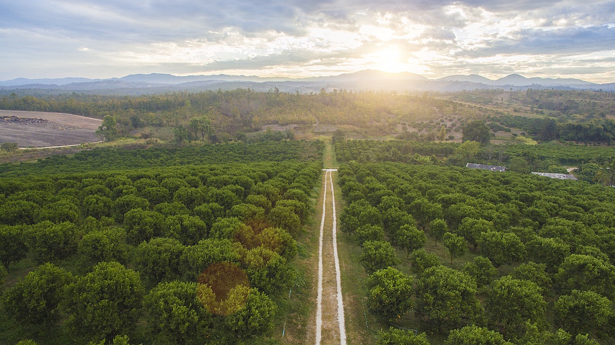 Citrus Blight easily detected with Hyperspectral Imaging