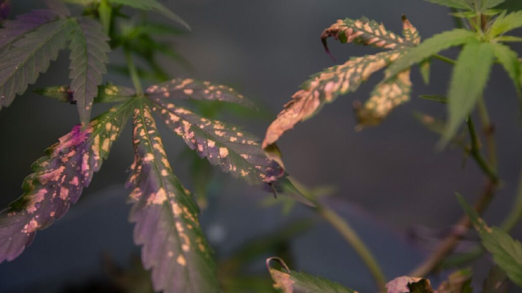 Cannabis plant with mould on it