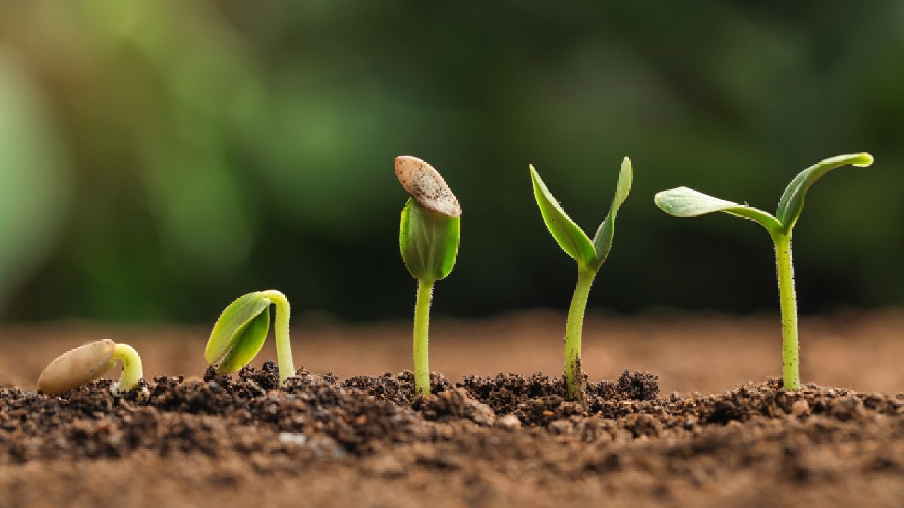 How Advanced Image Processing Assists Seed Germination Testing - Portable  Analytical Solutions