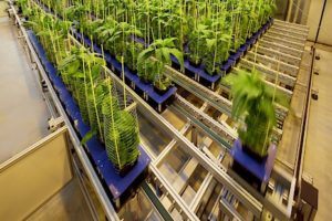 conveyor scanalyzer lemnatec greenhouse 