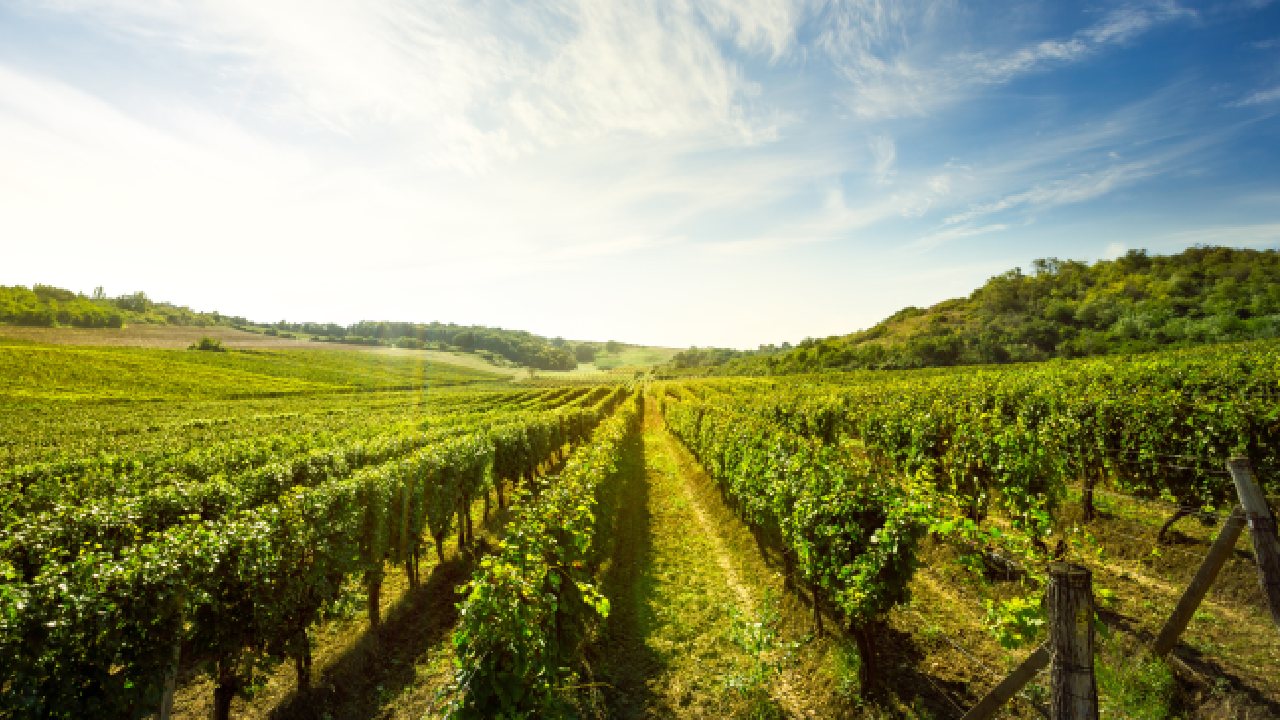 A sunlit vineyard stretching across rolling hills, showcasing healthy grapevines—an example of how precision ag is transforming vineyard management through improved nutrient monitoring and crop health.