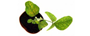 Individual Plant Phenotyping