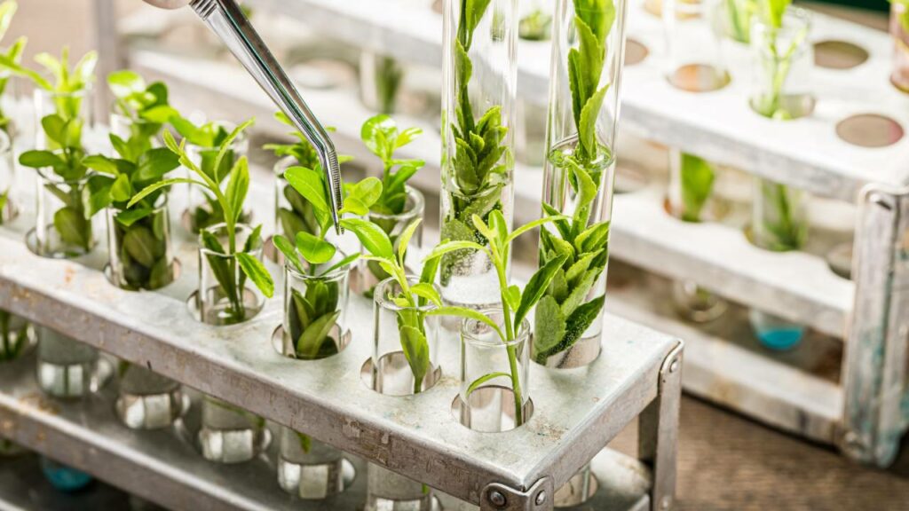 Plants in a row being watered, apparently in a lab or greenhouse.