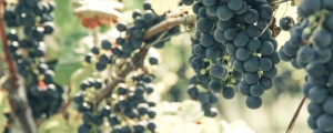 viticulture precision agriculture